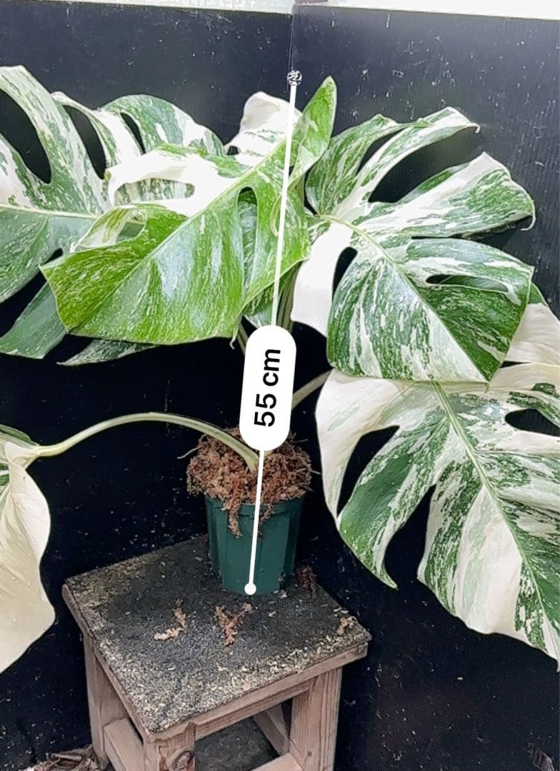 ふ*み様 斑入りモンステラ ホワイトタイガー極美大株55cm白斑多