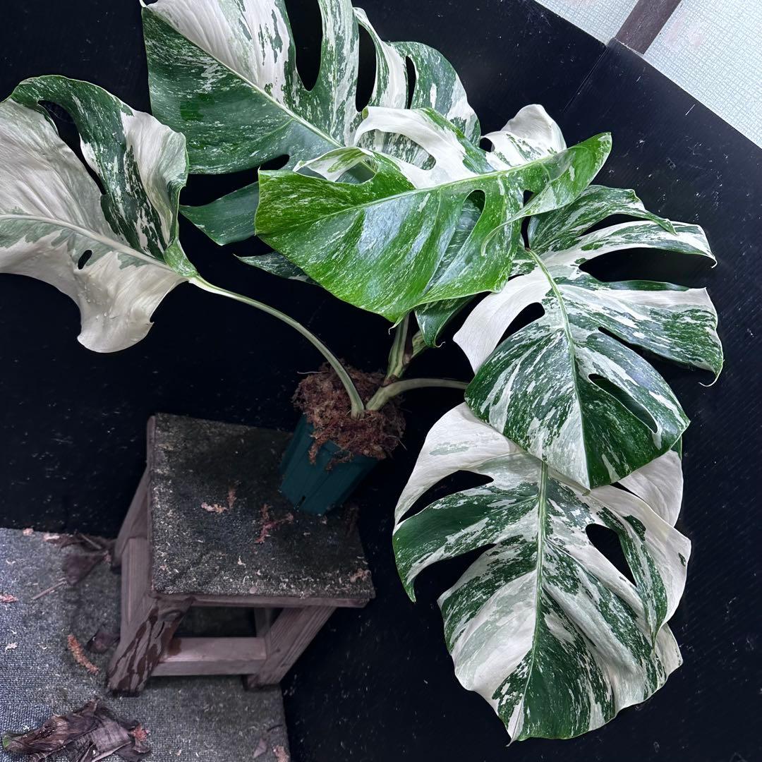 ふ*み様 斑入りモンステラ ホワイトタイガー極美大株55cm白斑多