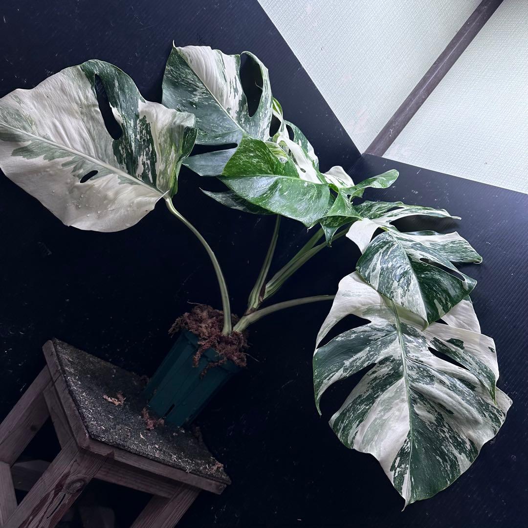 ふ*み様 斑入りモンステラ ホワイトタイガー極美大株55cm白斑多