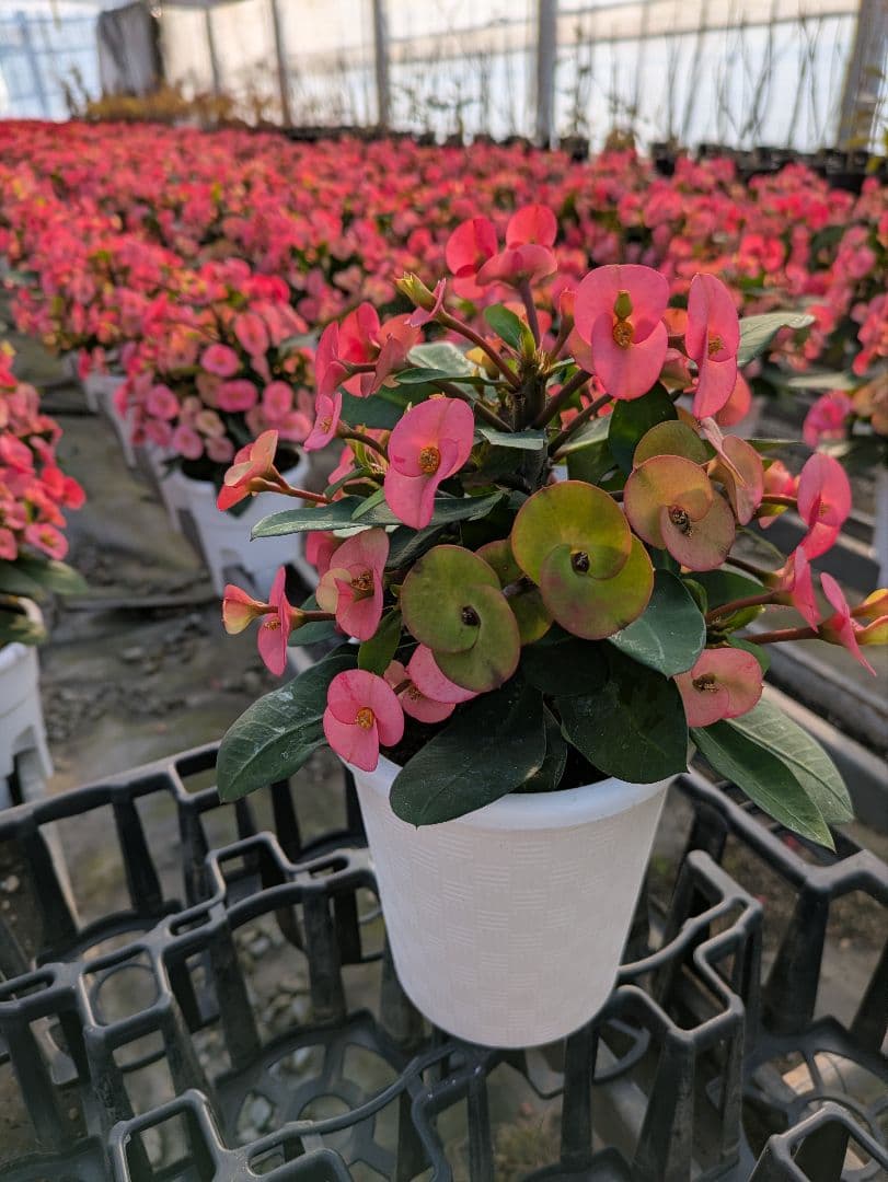 ハナキリン　シャインキッス　多肉植物　花麒麟