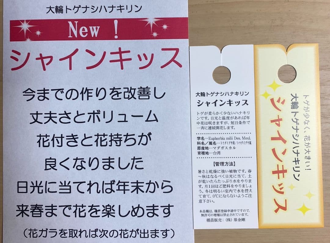 ハナキリン　シャインキッス　多肉植物　花麒麟