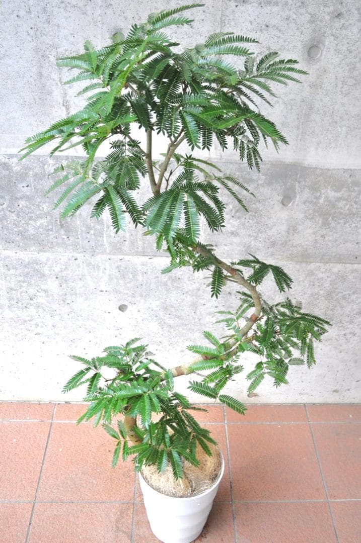 エバーフレッシュ 140cm 8号 S-shaped tree form