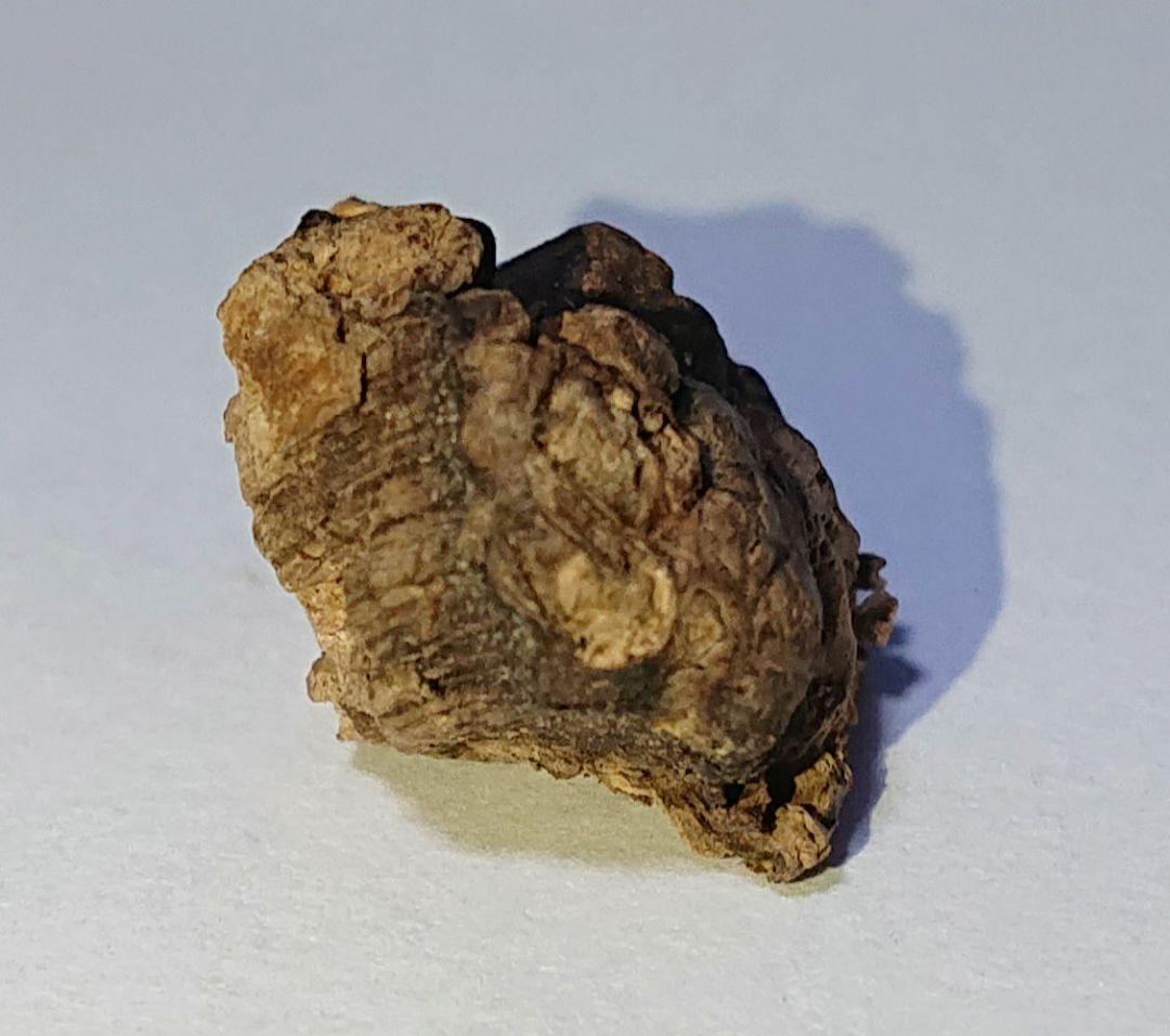 聞香・柬蒲寨産 根瘤黄花梨