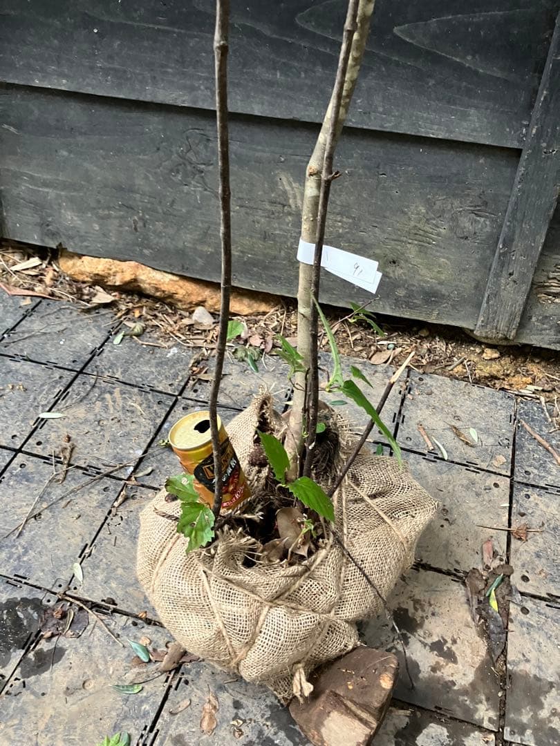 91 山採り　アオダモ　ミヤマガマズミ付き