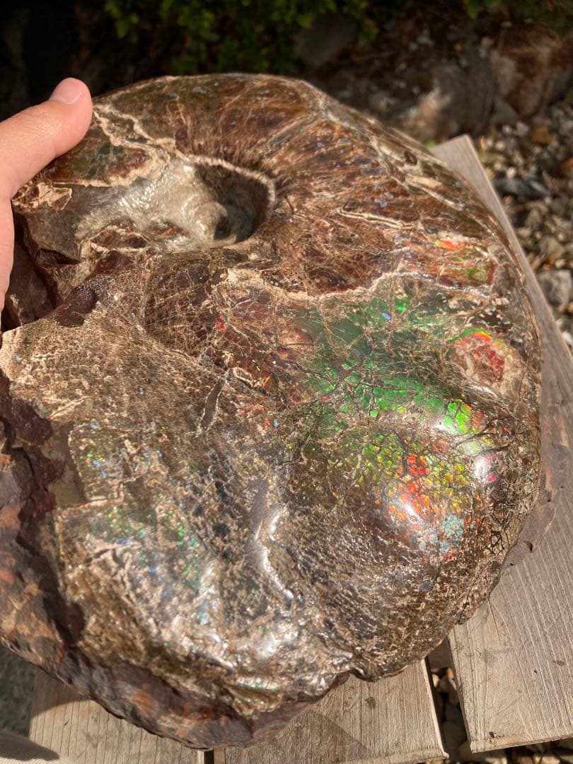 ドラゴンスキンのアンモライト 化石　アンモナイト　恐竜　風水　宝石