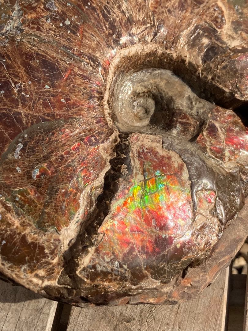 ドラゴンスキンのアンモライト 化石　アンモナイト　恐竜　風水　宝石