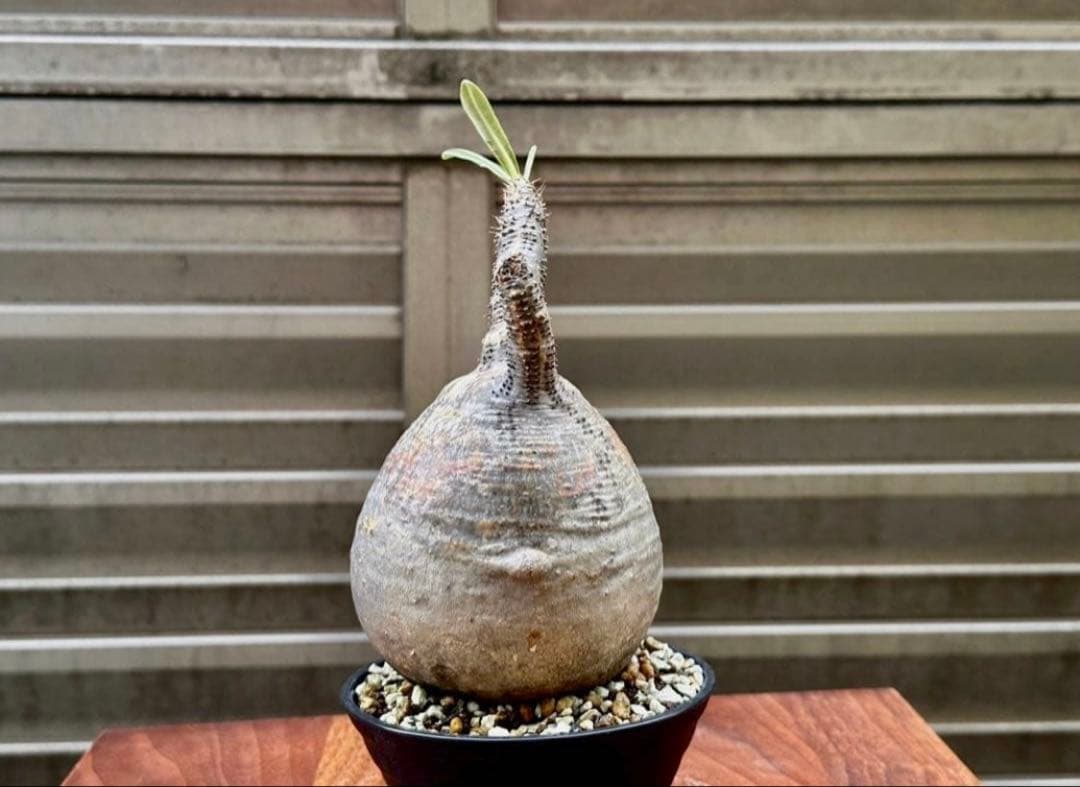 パキポディウム グラキリス 現地株 丸株 良形 コレクション 迷彩