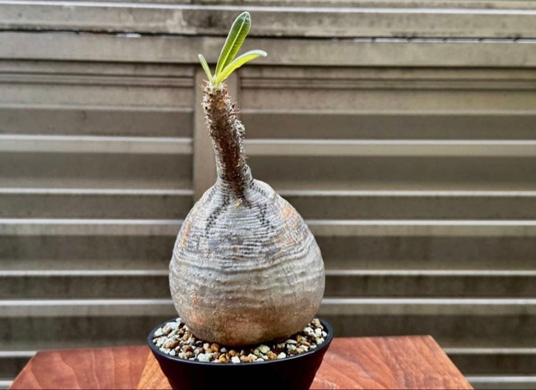 パキポディウム グラキリス 現地株 丸株 良形 コレクション 迷彩