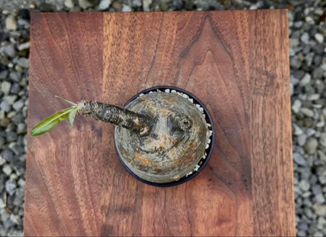 パキポディウム グラキリス 現地株 丸株 良形 コレクション 迷彩