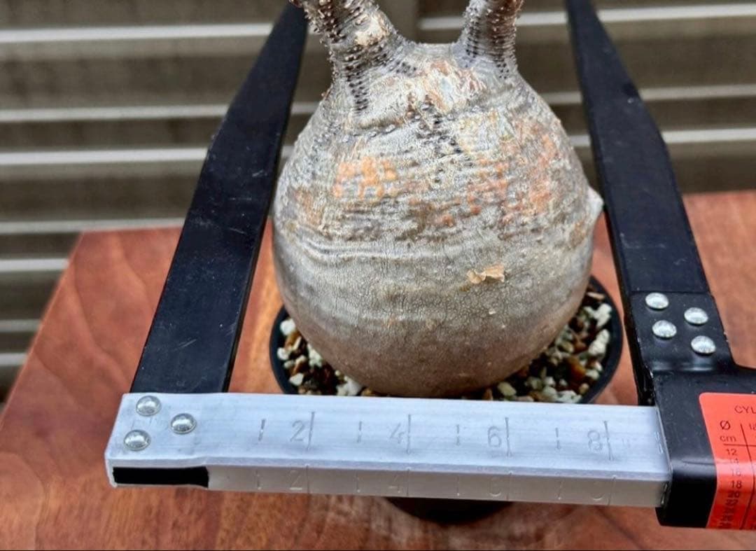 パキポディウム グラキリス 現地株 丸株 良形 コレクション 迷彩