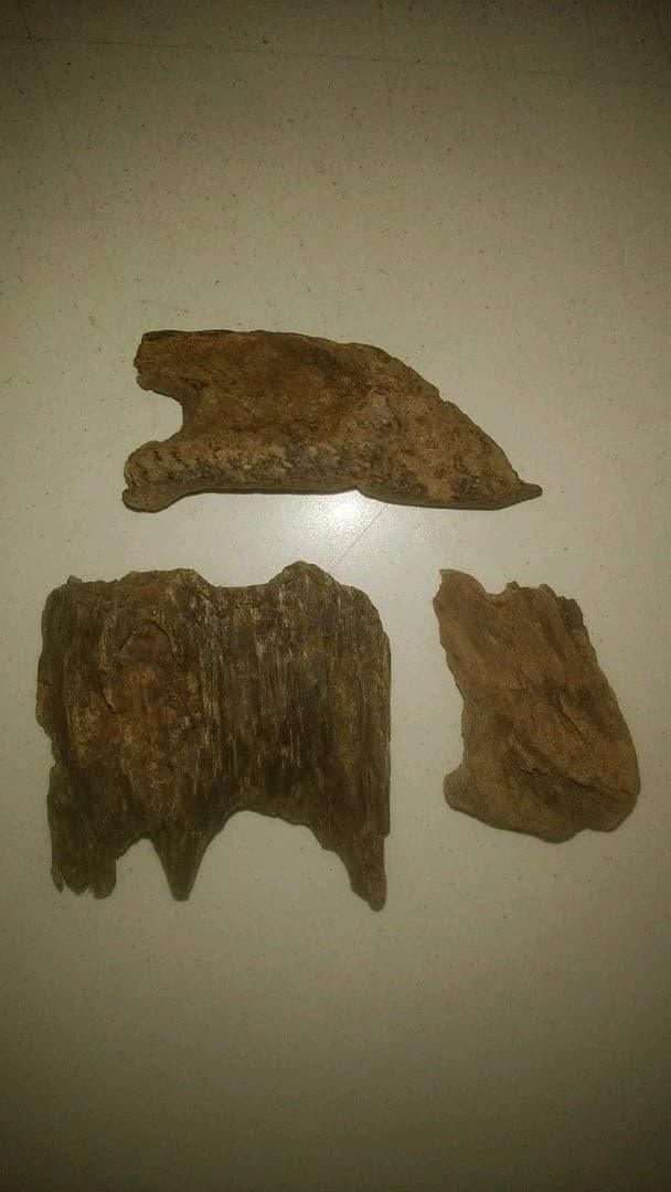 シャム沈香ベトナム南越産