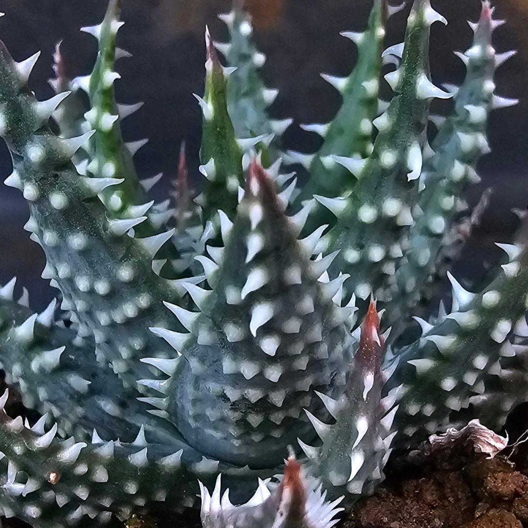 メルカリ便発送☆多肉植物 アロエ属 プラテンシス(実生選抜S5のカキコ苗)