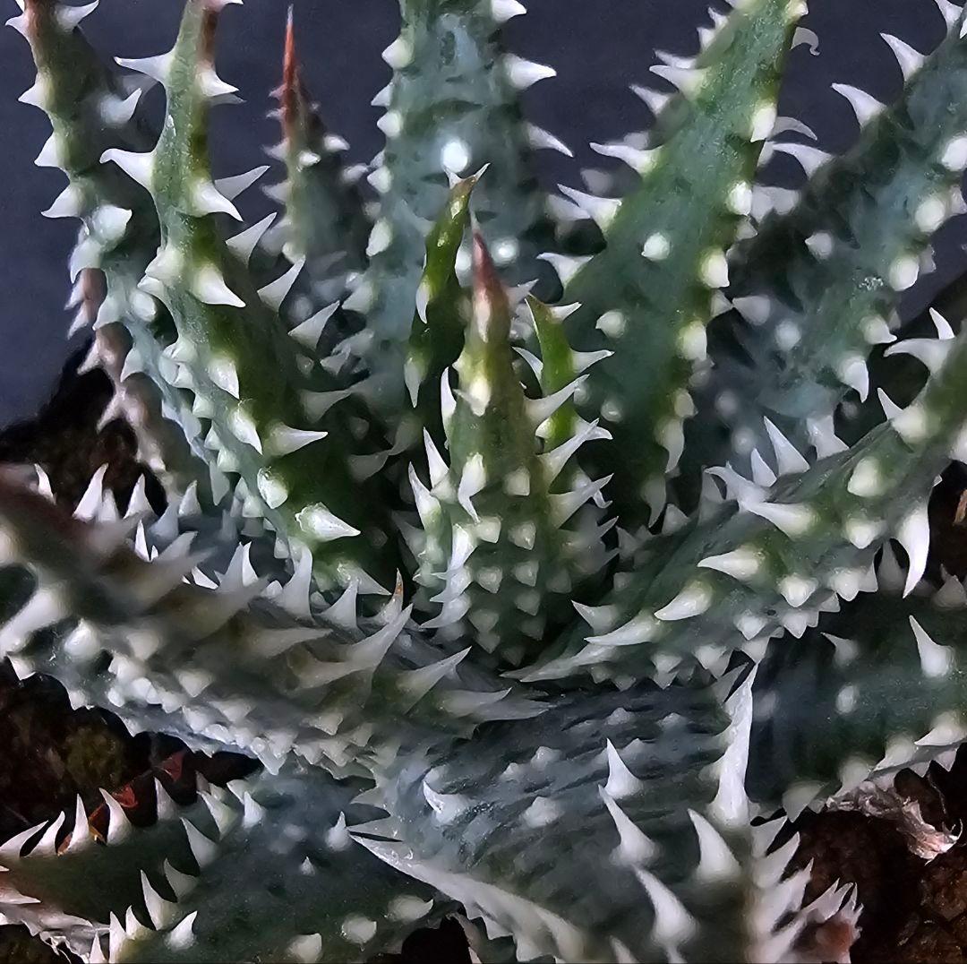 メルカリ便発送☆多肉植物 アロエ属 プラテンシス(実生選抜S5のカキコ苗)