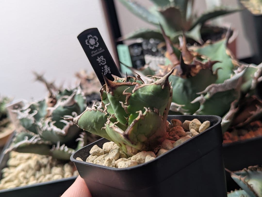 ちかさん専用（怒涛、惡魔）