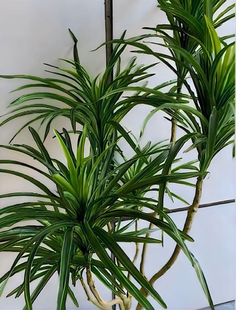 光触媒　人工観葉植物　ウォールグリーン　フェイクグリーン　コンシンネ150a1