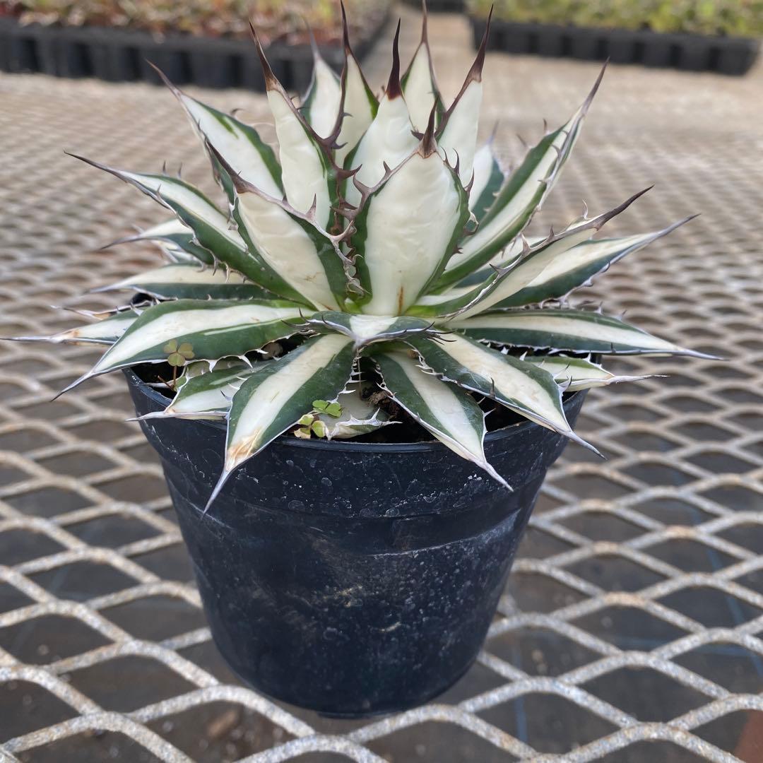 アガベ　ホリダ白中斑入　極上