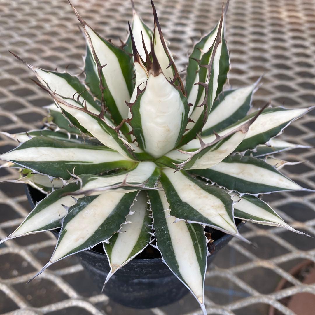 アガベ　ホリダ白中斑入　極上