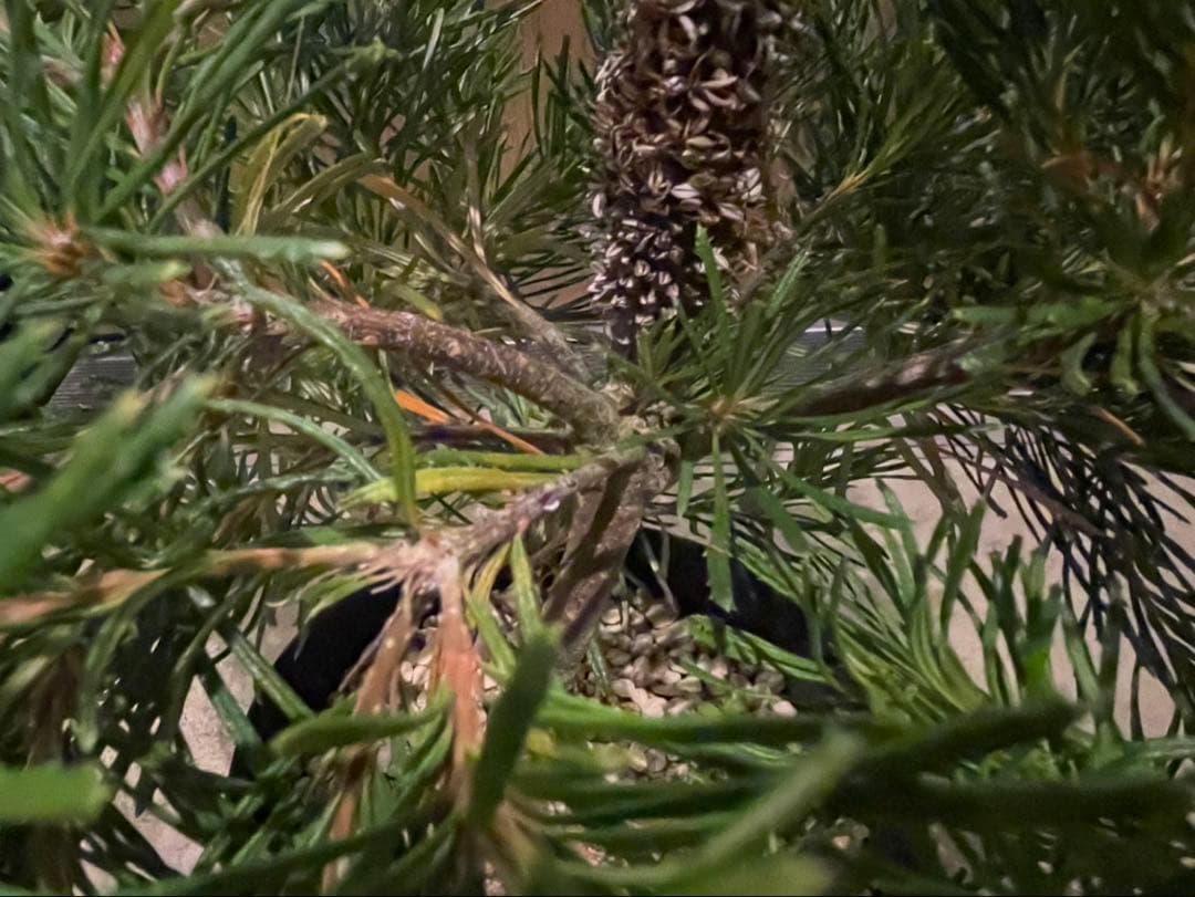 超美株　バンクシア　バースデーキャンドル　W約48cm