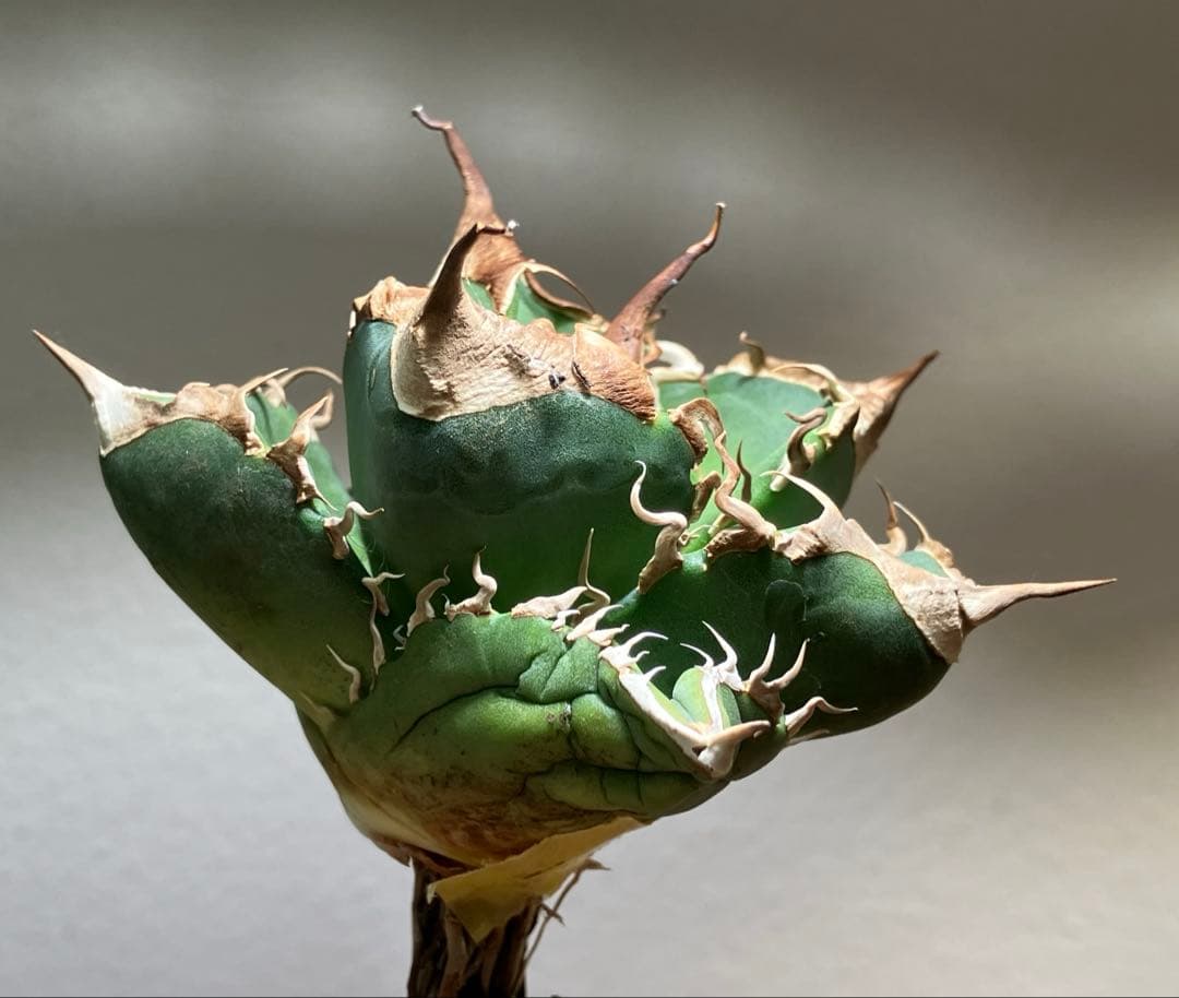 【CR7】速達　超選抜　特大　太棘　長棘　アガべ　チタノタ　雲雀　TC