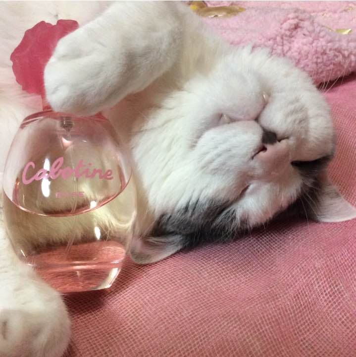 【ご予約品】カボティーヌ ローズ オードトワレ 100ml