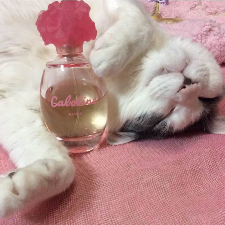 【ご予約品】カボティーヌ ローズ オードトワレ 100ml