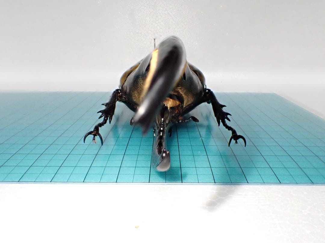 【標本】ヘラクレスオオカブト　原名亜種　グアドループ産　166.1ミリ　飼育品