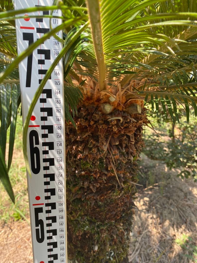 Porco様用。蘇轍　ソテツ　幹高1700引き取り限定