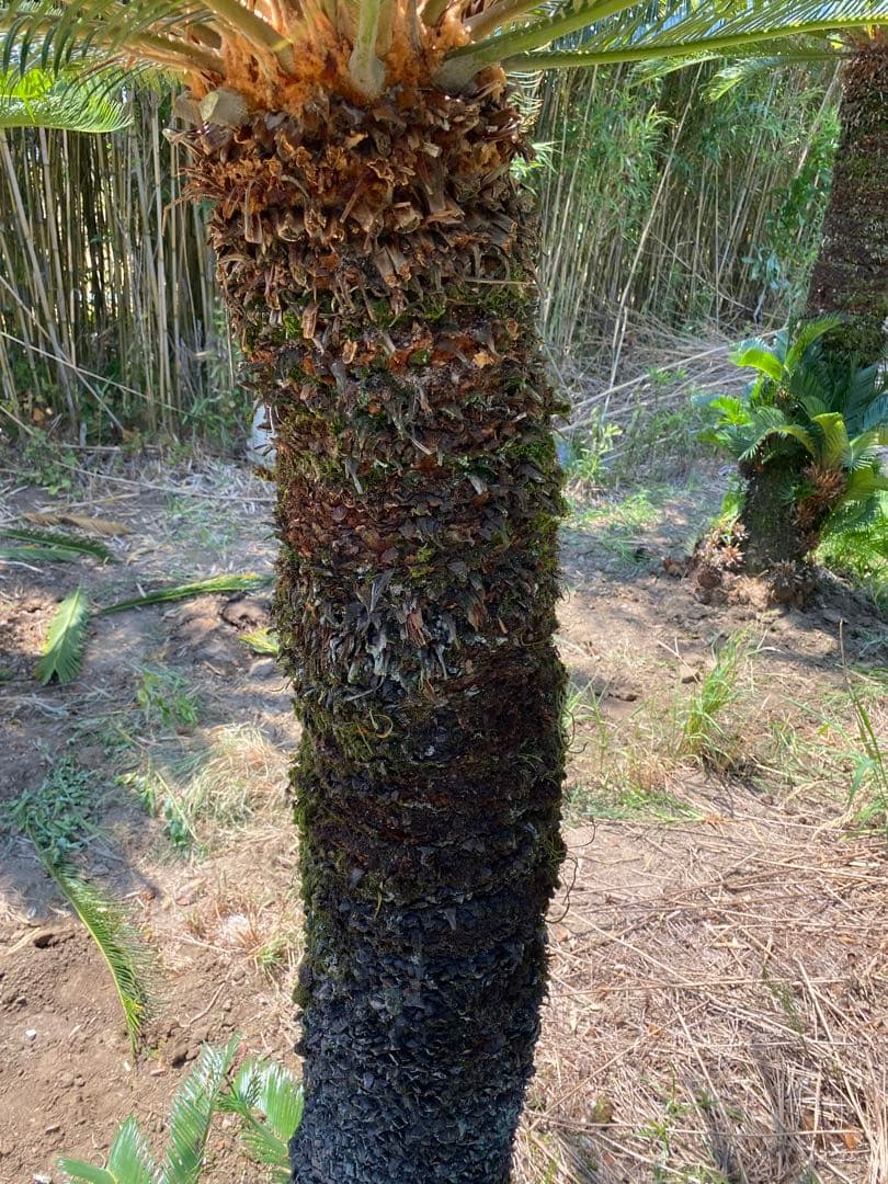 Porco様用。蘇轍　ソテツ　幹高1700引き取り限定