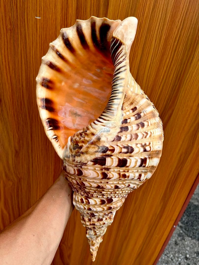 法螺貝　45.5cm 蓋付(直線42.3)