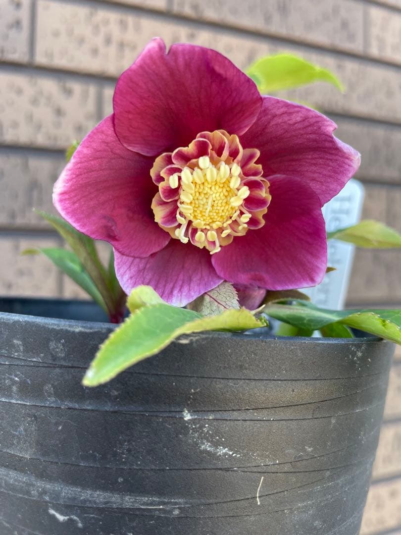 クリスマスローズ　セミダブル　 広瀬園芸　花苗　蕾　開花株