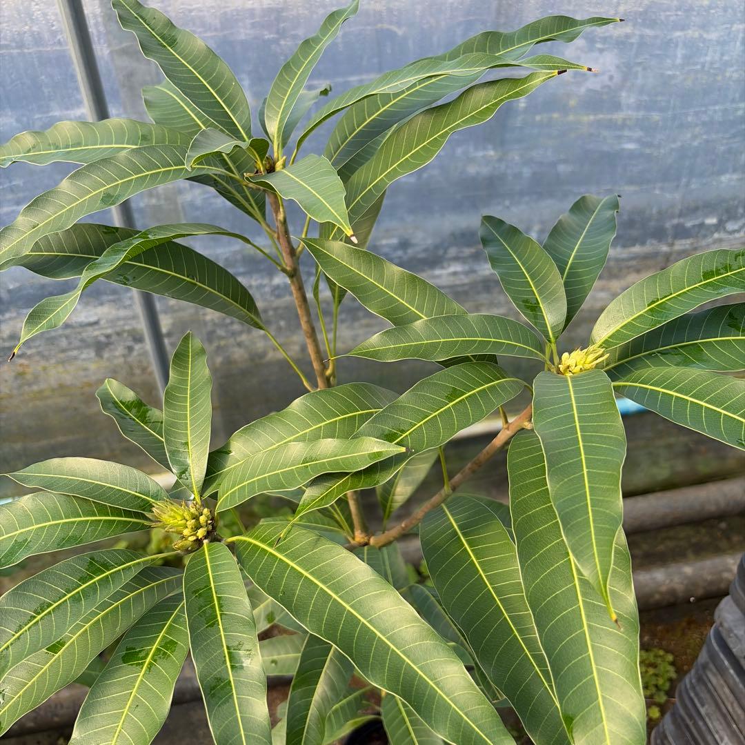 キンミツ、マハチャノック　セットマンゴー苗　6号大苗