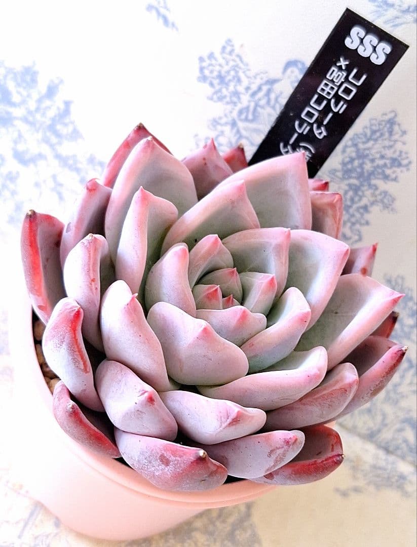 ꕤclara*様 リクエスト 5点 まとめ商品