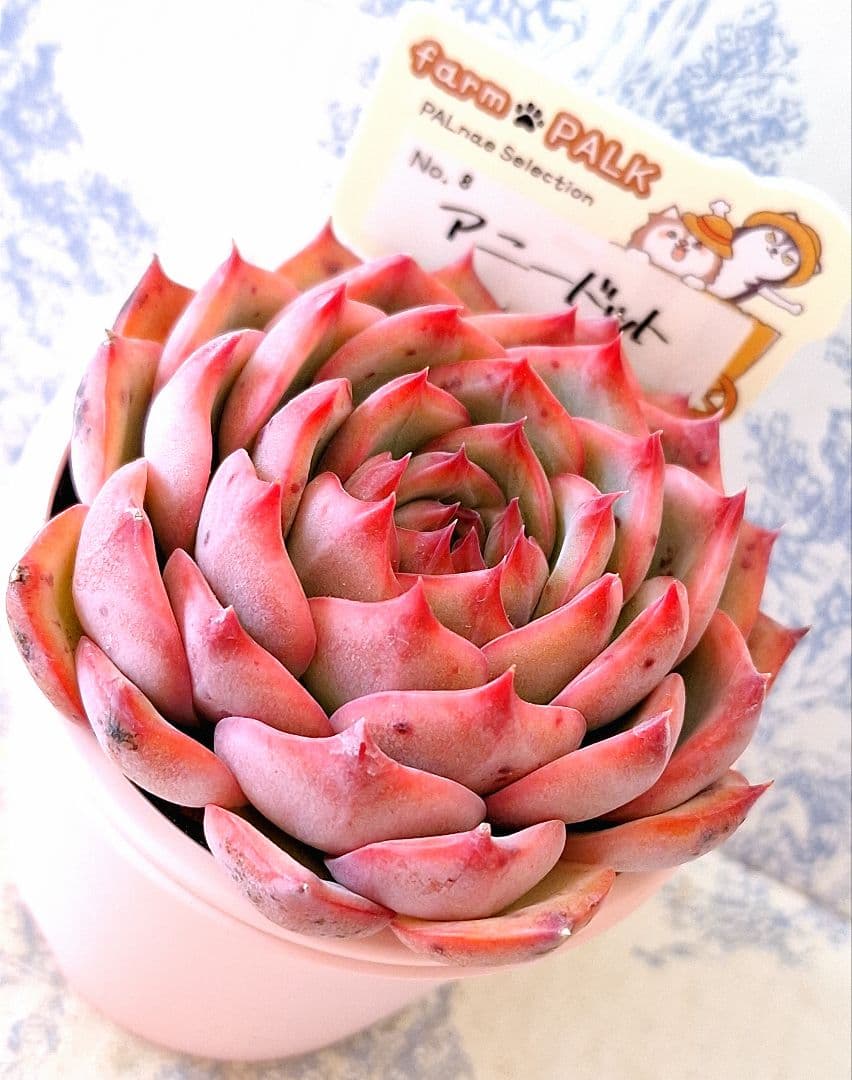 ꕤclara*様 リクエスト 5点 まとめ商品