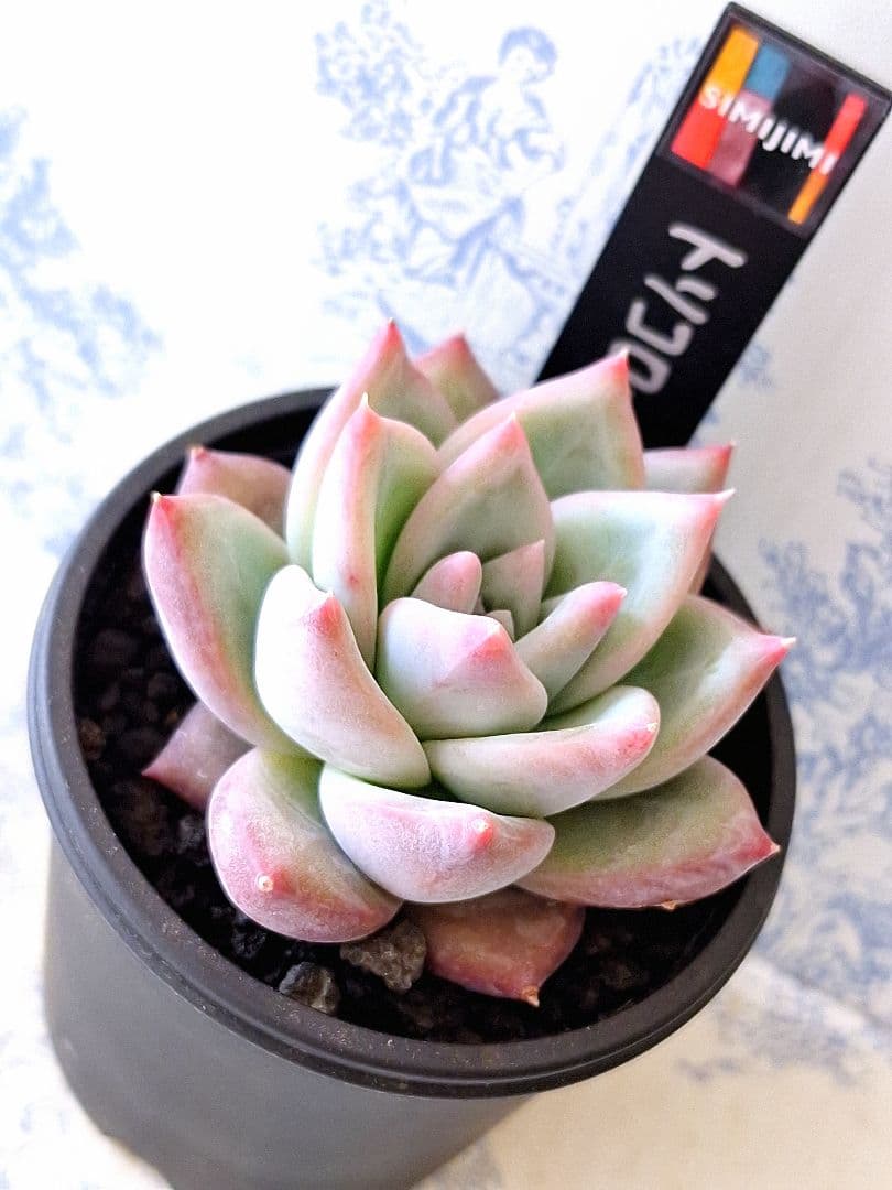 ꕤclara*様 リクエスト 5点 まとめ商品