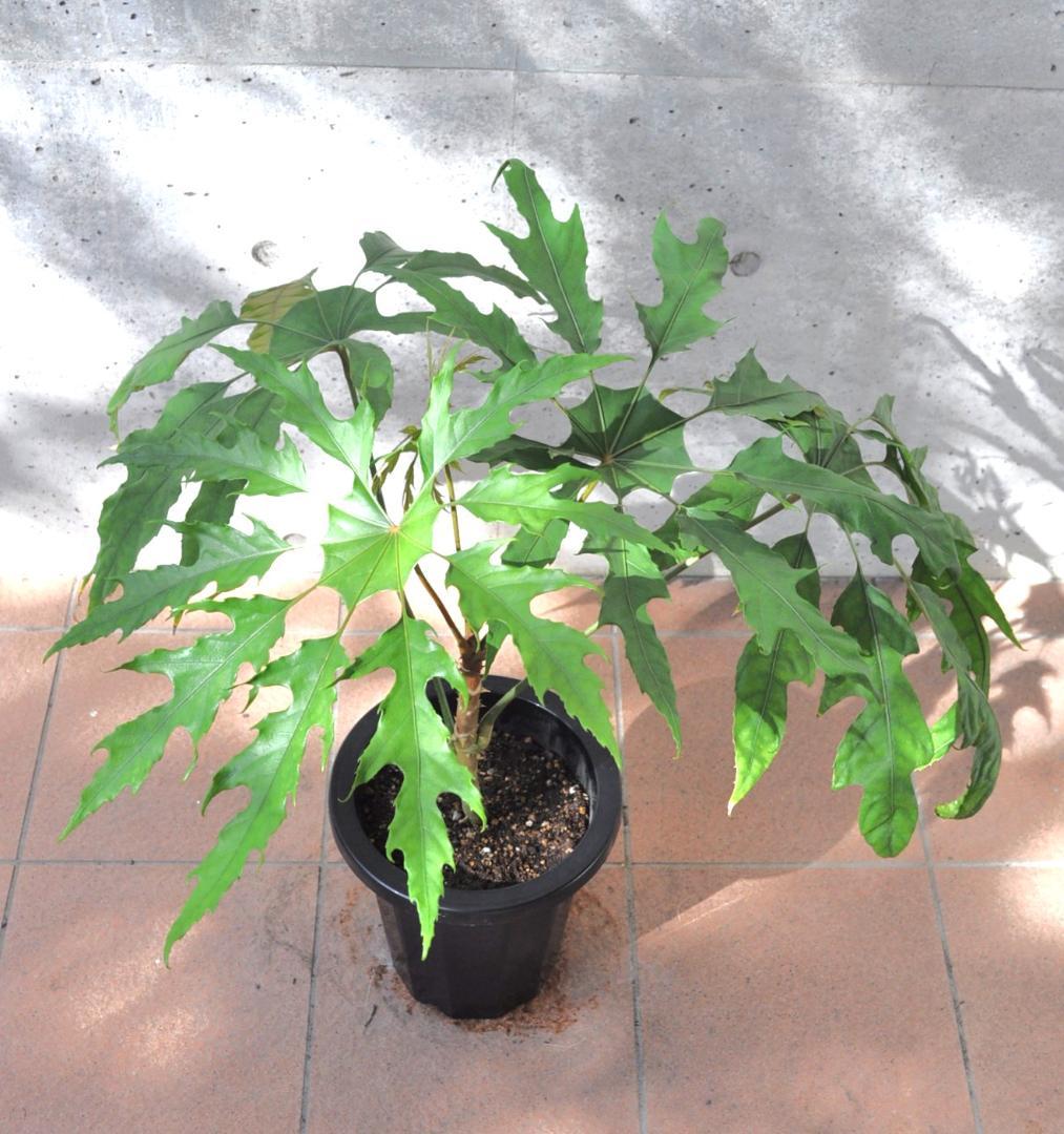 トレベシア 8号 75cm