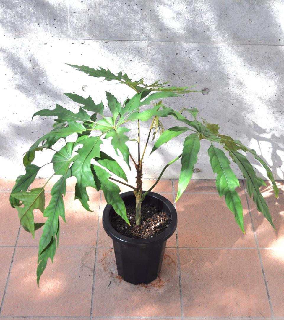 トレベシア 8号 75cm