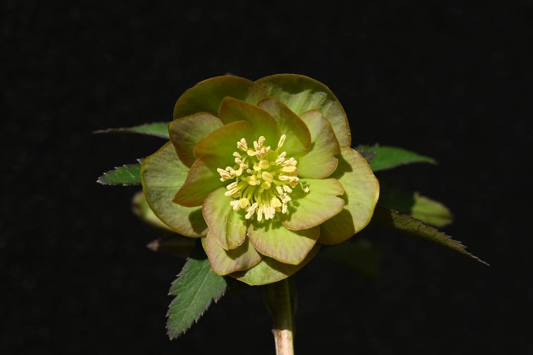 クリスマスローズ　珍品！Wild　Collectionマリアルーベンス　加藤農園