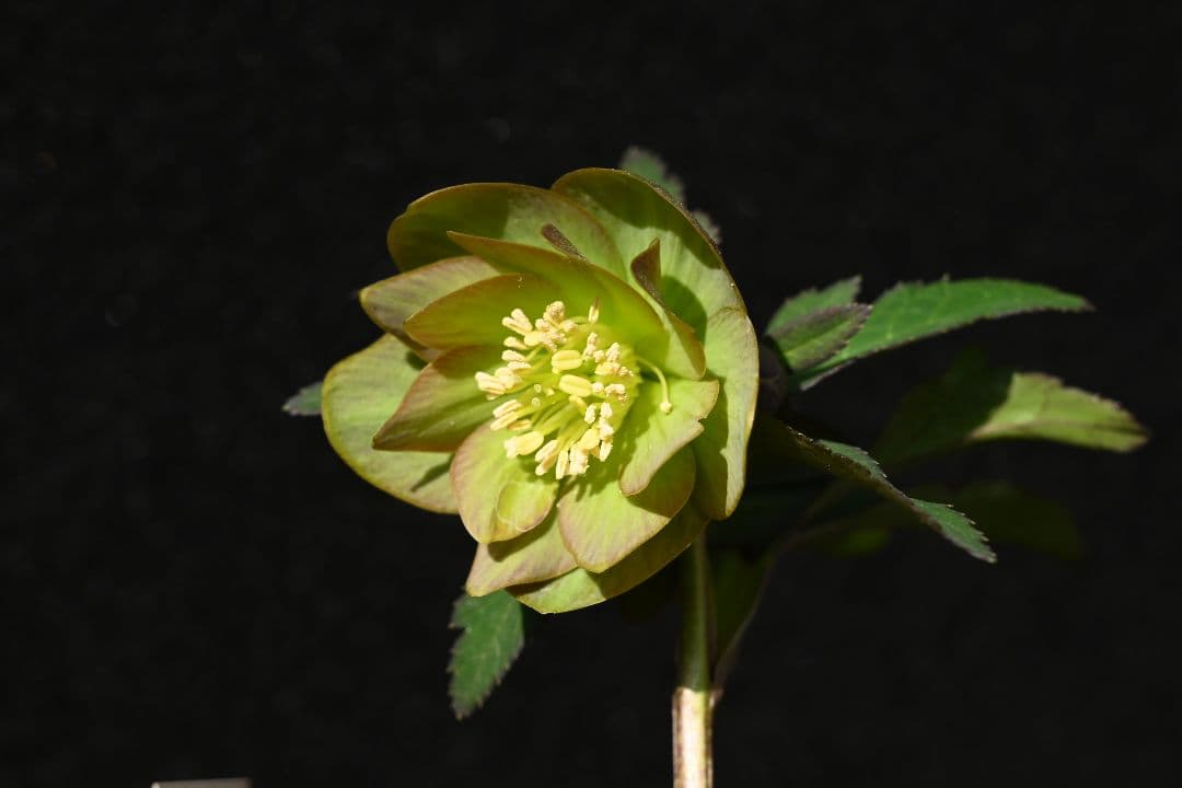 クリスマスローズ　珍品！Wild　Collectionマリアルーベンス　加藤農園