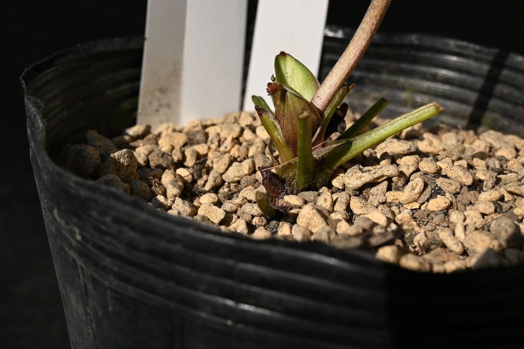 クリスマスローズ　珍品！Wild　Collectionマリアルーベンス　加藤農園