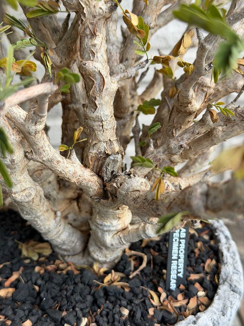 大きめセンナメリディオナリス