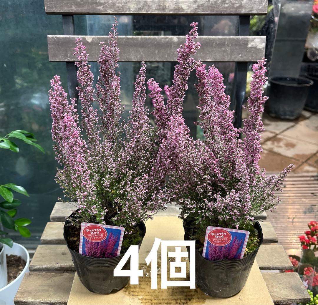 ブルーシクラメン　胡蝶　底面給水5寸鉢ごと　苗　植物