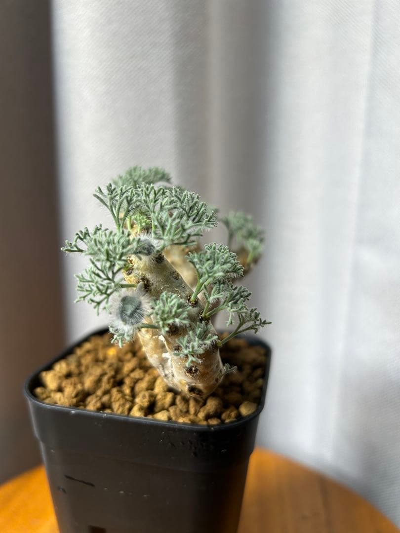 良型発根2サルコカウロン ムルチフィズム モンソニア ムルチフィダペラルゴニウム