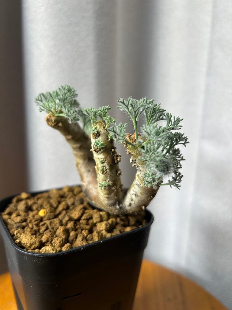 良型発根2サルコカウロン ムルチフィズム モンソニア ムルチフィダペラルゴニウム