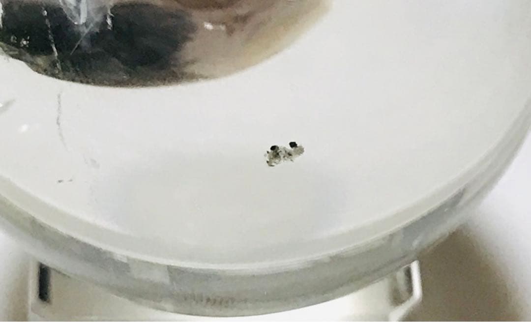 天然石　ブラジル　セラデカブラル産　レムリアンシードクリスタル　スフィア　丸玉