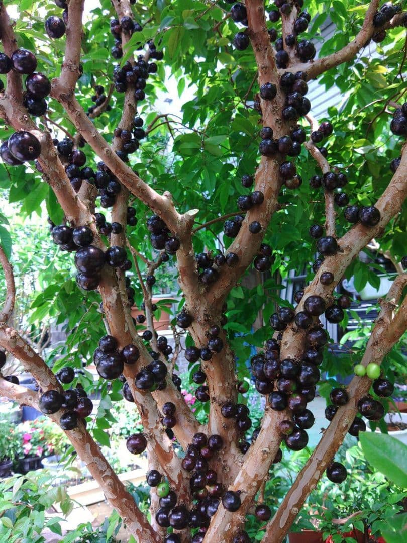 ジャボチカバ実生苗　実付 555