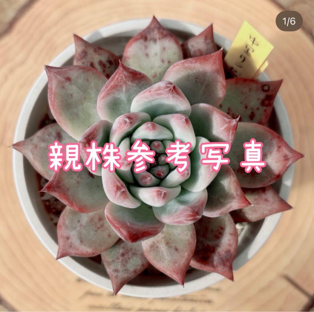 39.【サボテン相談室】中里リンゼアナ 実生 多肉植物 エケベリア