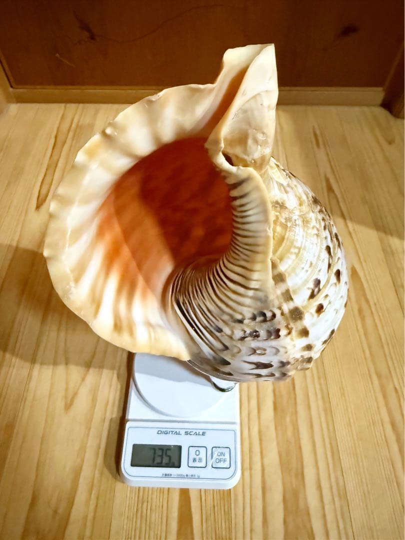 修験道法螺貝　山伏　密教　熊よけ　魔除け❣️ホラガイ　ほら貝