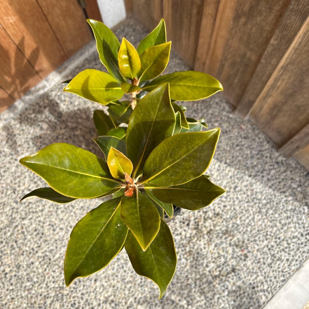 し*こ様 常緑樹　リトルジェム