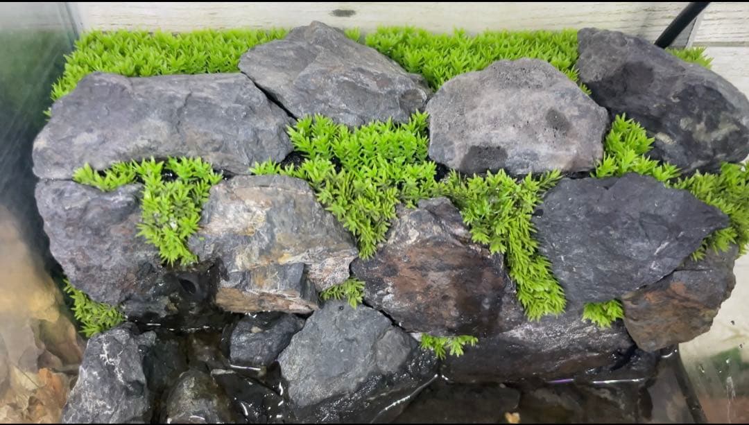 アクアテラリウム　No.6、NO.2セット