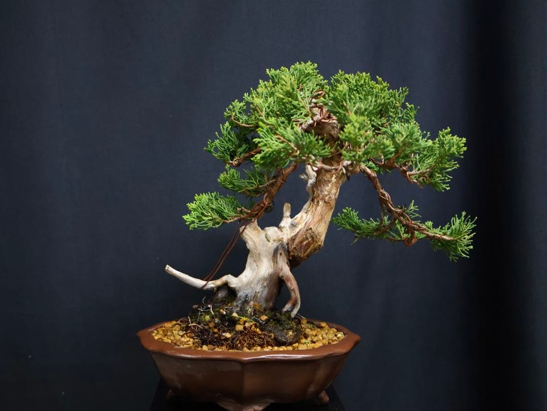盆*人様 300人記念オークション　真柏 小品盆栽 糸魚川真柏　シャリ芸樹高21